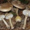 funghi