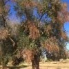 xylella1